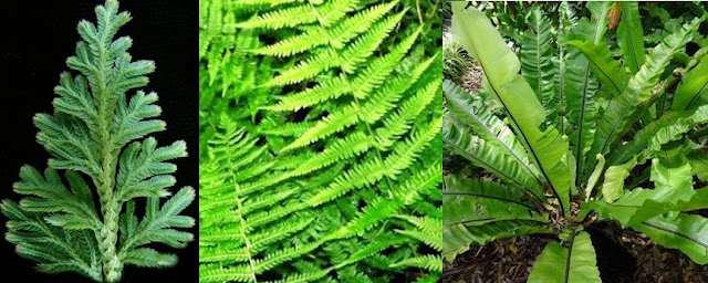 Perhatikan tiga jenis tumbuhan pada gambar berikut! Ketiga jenis