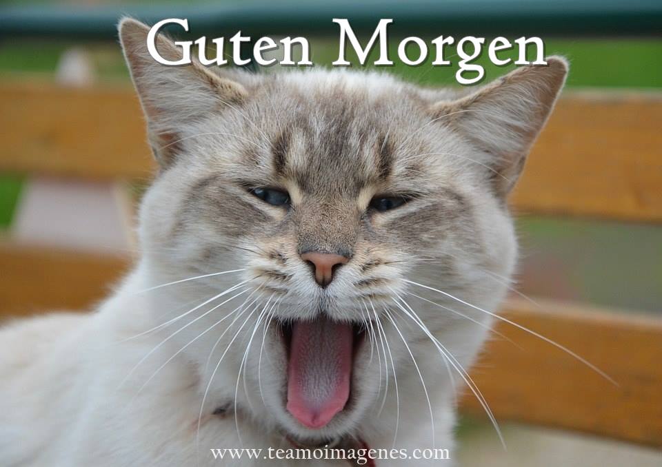 Imágenes de buenos dias en aleman (Guten Imágenes de Amor