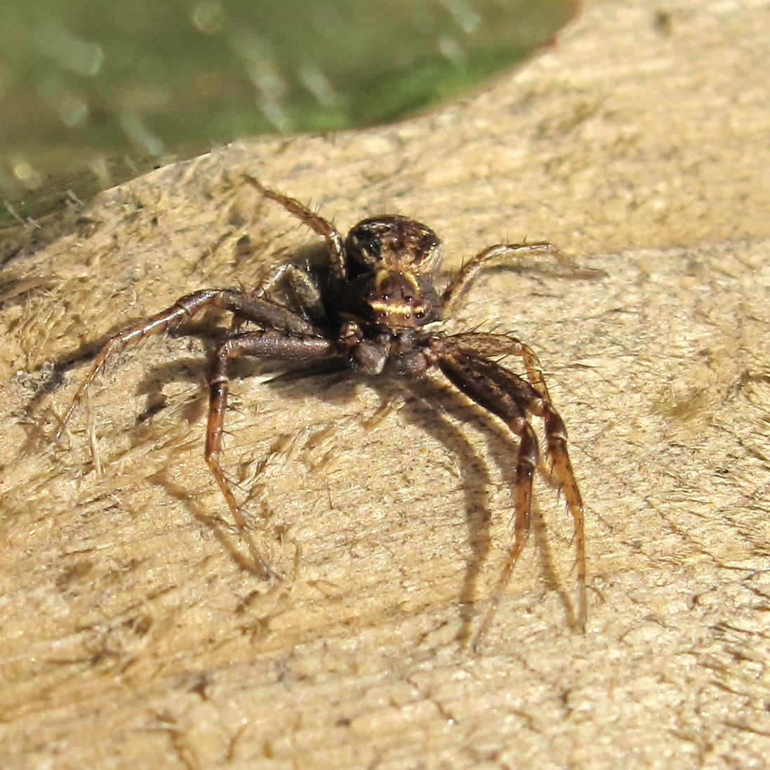 BugBlog Thomisidae Crab spiders