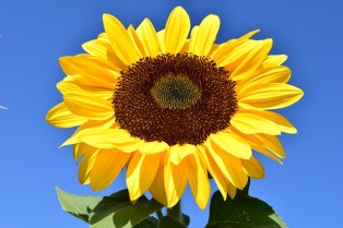 Bunga Matahari Sun Flower