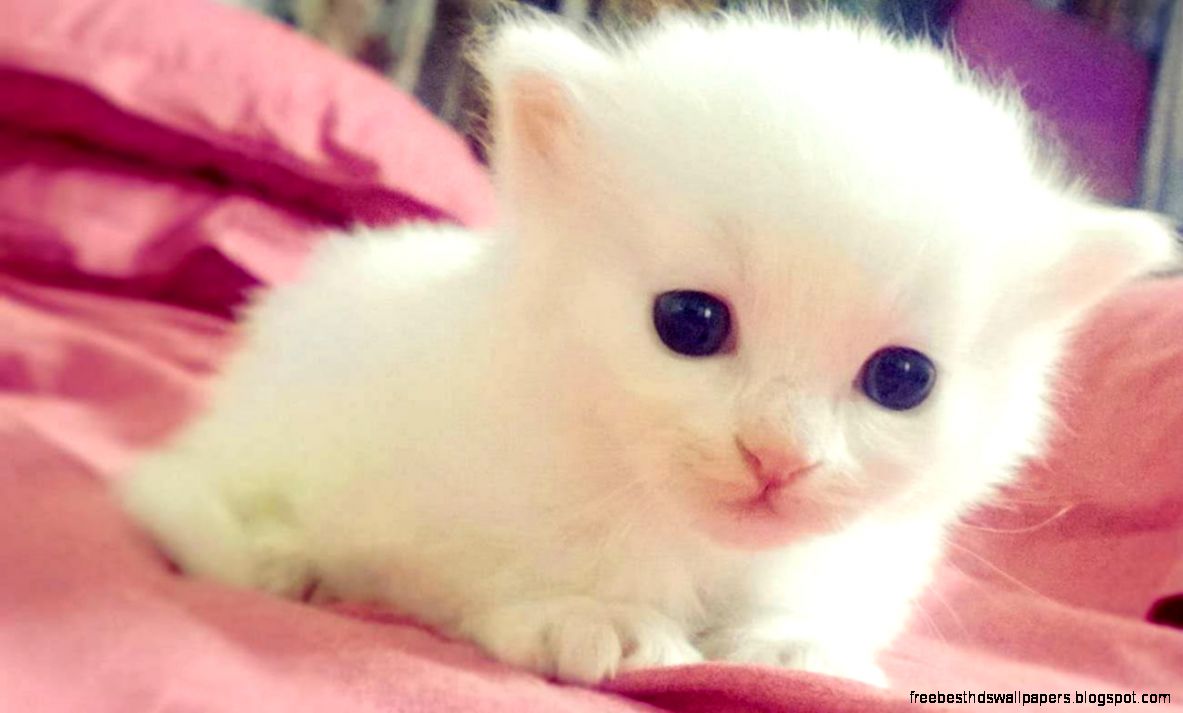 Baby Animals   A Cute Animal Videos Compilation 2016   YouTube