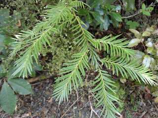 Guacamole In The Trees: Flora of New Zealand!