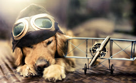 Cool Dogs HD Wallpapers