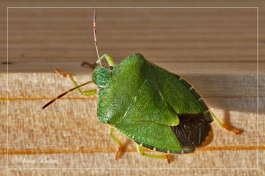 Artifactum Ver Bilis Blog Auf Der Mauer Auf Der Lauer