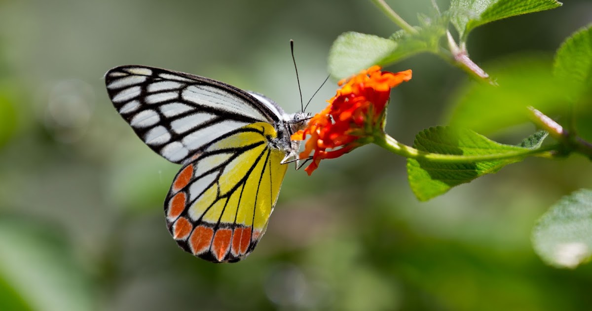 A white mixed orange butterfly