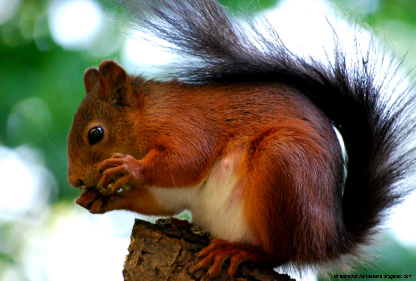 Red Squirrel Endangered