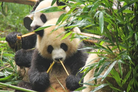 Con los Pandas nos despedimos de Sichuan e iniciamos el camino de Yunnan - Por el sur de China y mucho más (1)