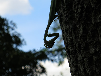 コオロギの種類 - 秋のフィールドコオロギ (Gryllus Pennsylvanicus)