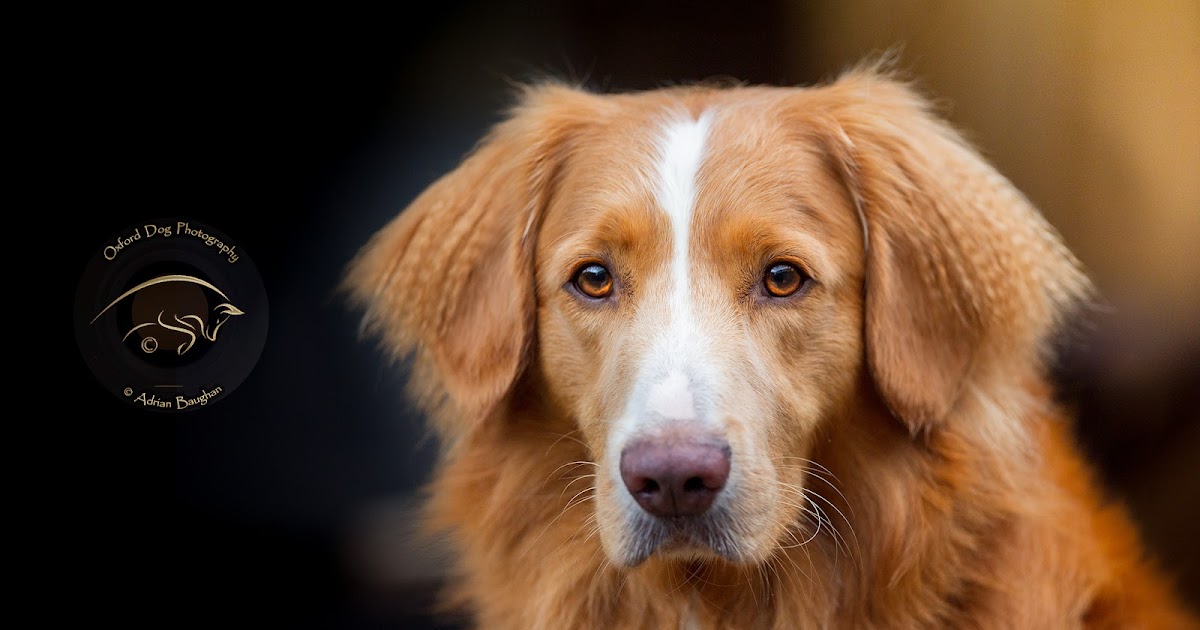 Oxford Dog Photography Blog The crimped ear hair of the Nova Scotia