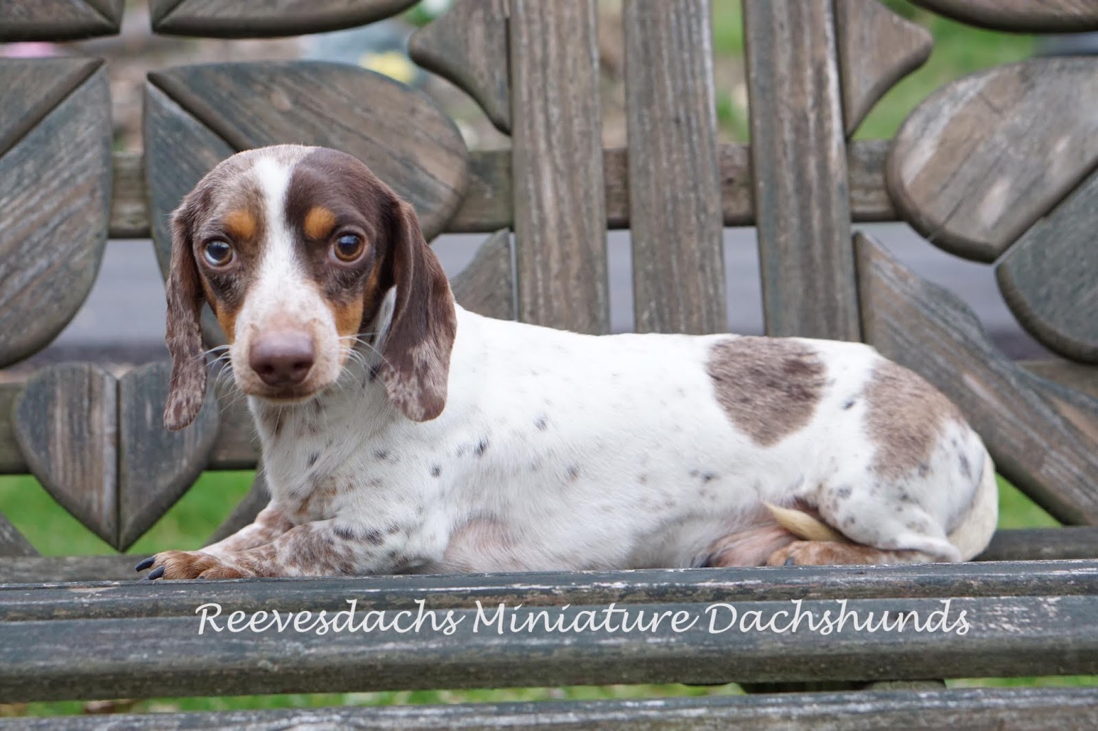 black and tan dapple piebald dachshund