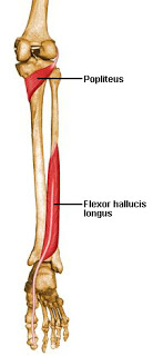 Muscles of the Lower Limb ~ Anatomy for MSP