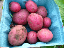 New Red Potatoes