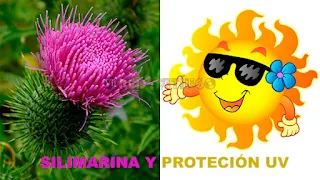 Silimarina y protección UV