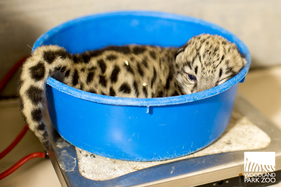 Baby snow leopard instantly improves your day