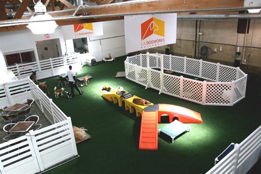 life in the dog house: Gold's Gym for Dogs?
