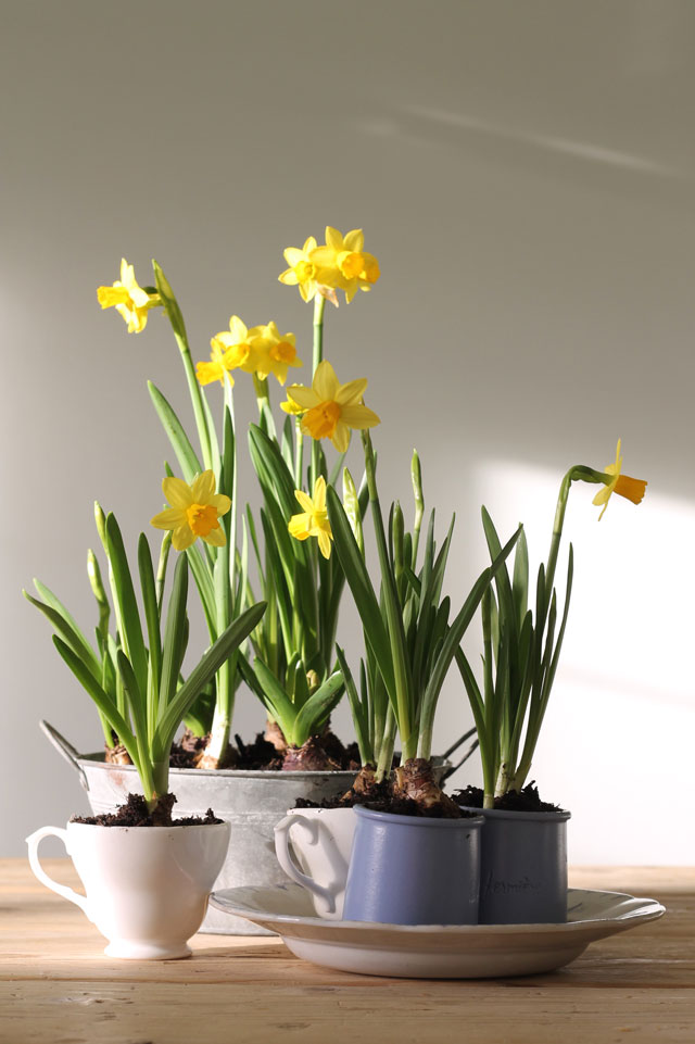 Daffodils, little pots of happiness Lotts and Lots Making the