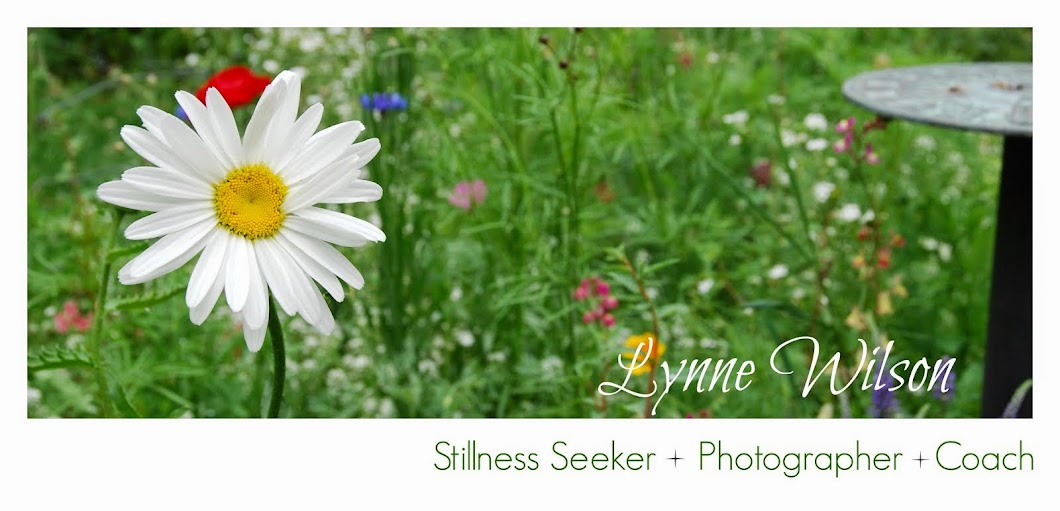 Lynne Wilson: Stillness Seeker : Photographer : Coach