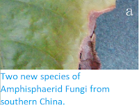 http://sciencythoughts.blogspot.co.uk/2013/10/two-new-species-of-amphisphaerid-fungi.html