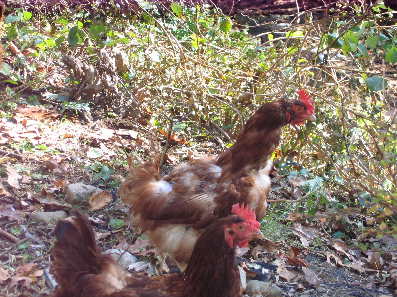 Coon Hollow Farm Chickens molting, oh my!