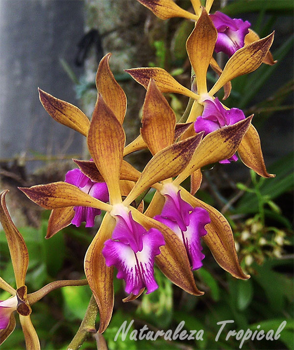 Flores de la orquídea Encyclia plicata