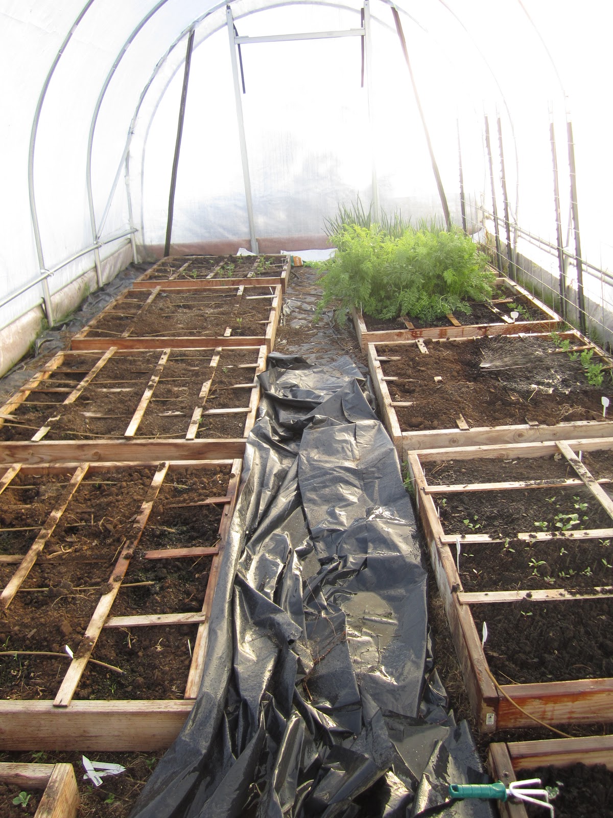 High Prairie Homestead Greenhouse, how I love thee