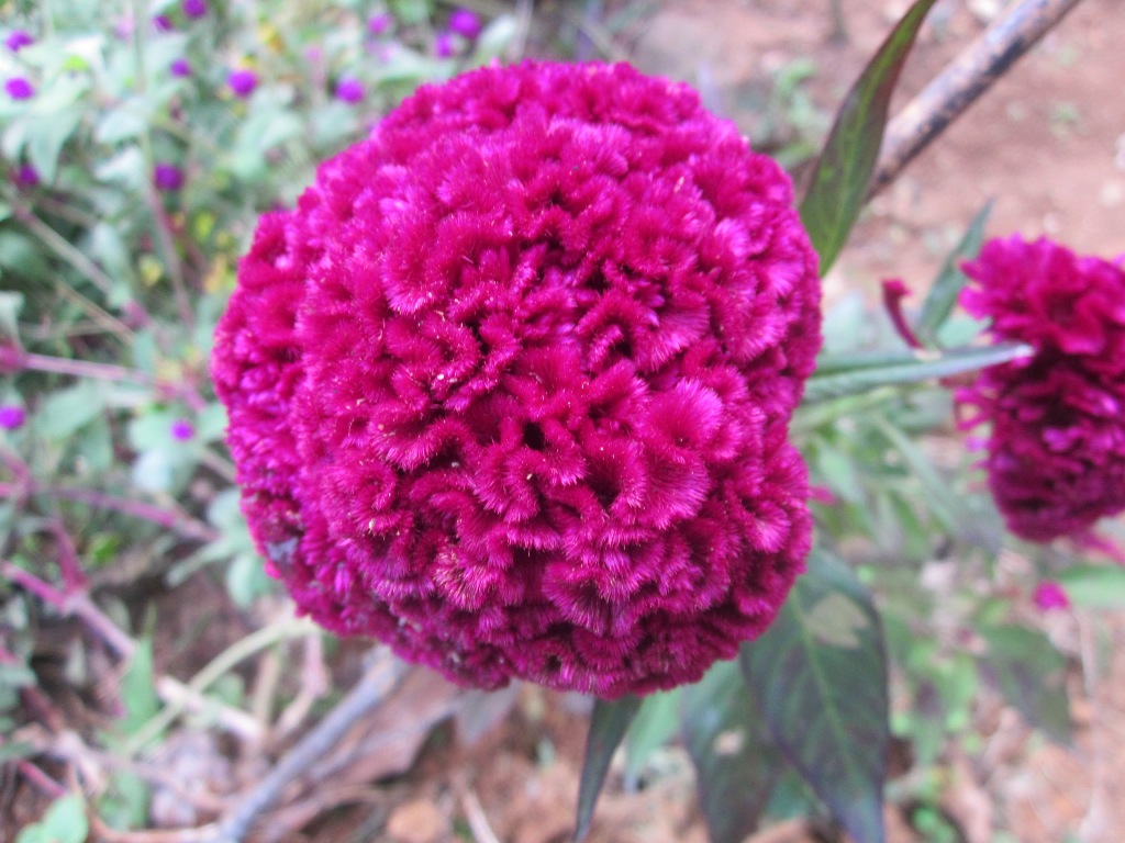 NATURE'S BEAUTY: Velvet Flower