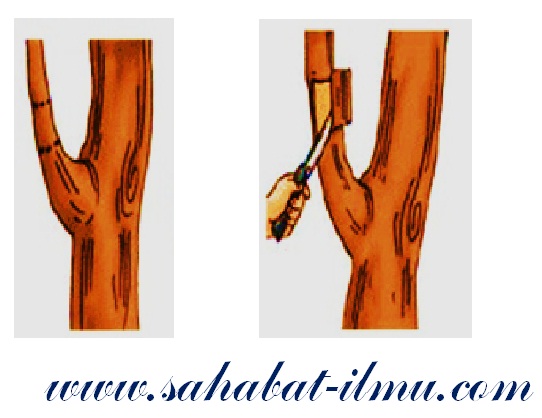 Tips Cara Mencangkok Tanaman Yang Benar