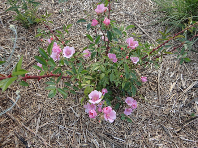 plantation rosier