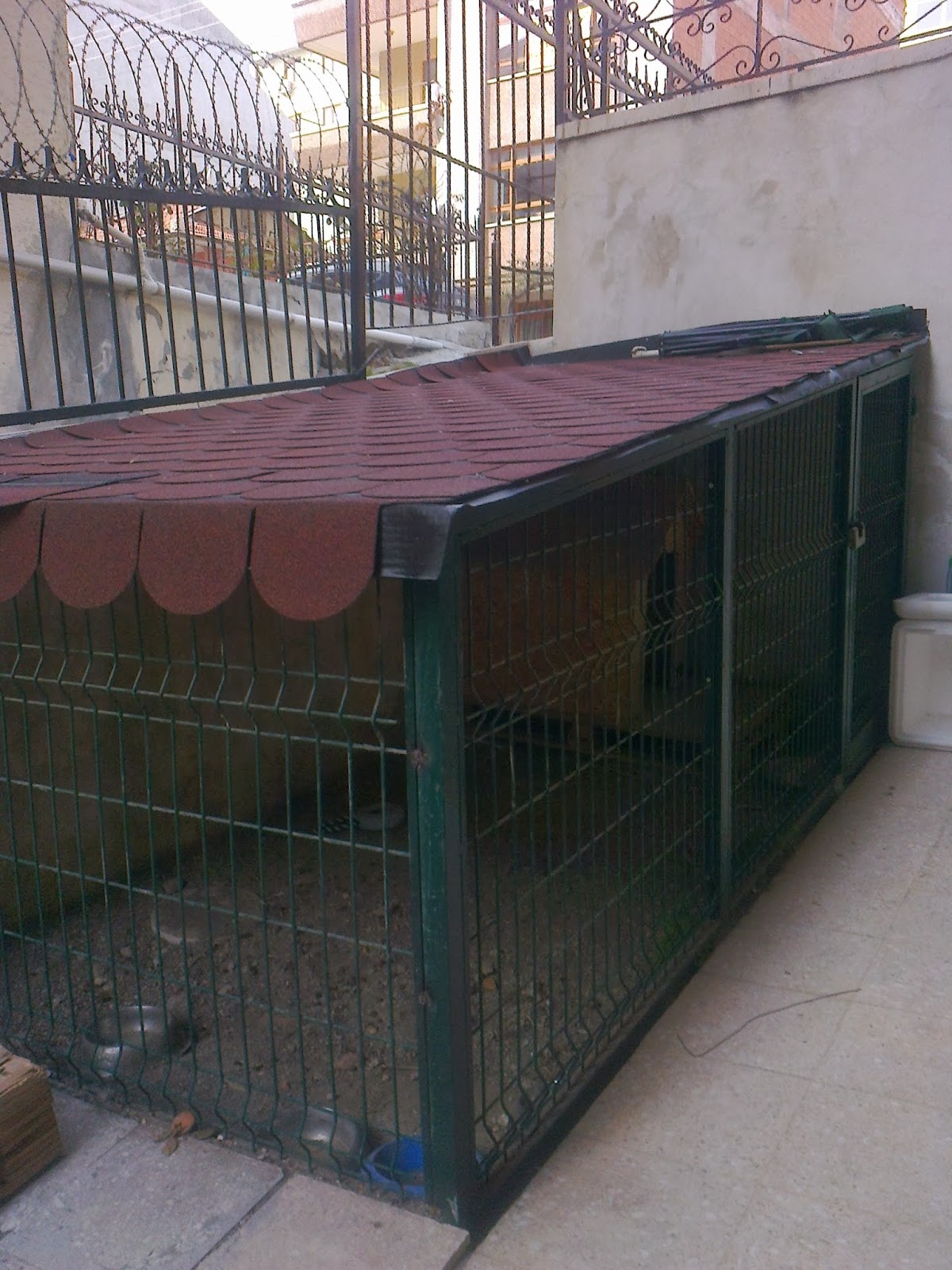 aysaatleri SATILIK KÖPEK KULÜBEMİZ VAR…….