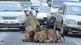 lion on the road nairobi kenya