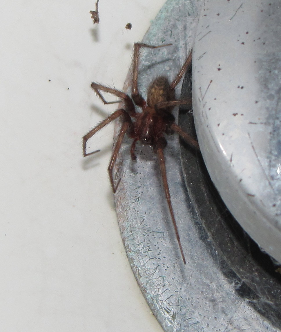 Bug Eric Shower Spiders