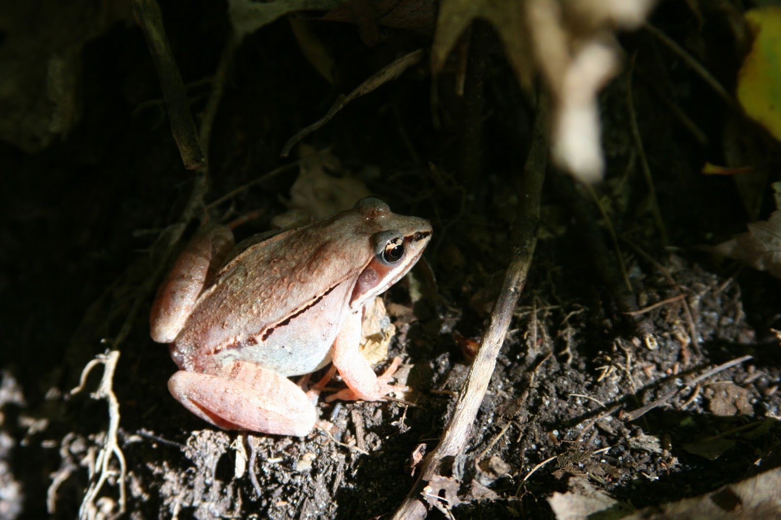 Isabella Conservation District Environmental Education Program