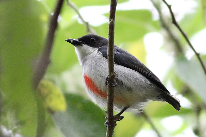 Δικαία Ορνιθοπανίδα