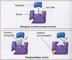 Faktor yang Mempengaruhi Kerja Enzim Materi IPA
