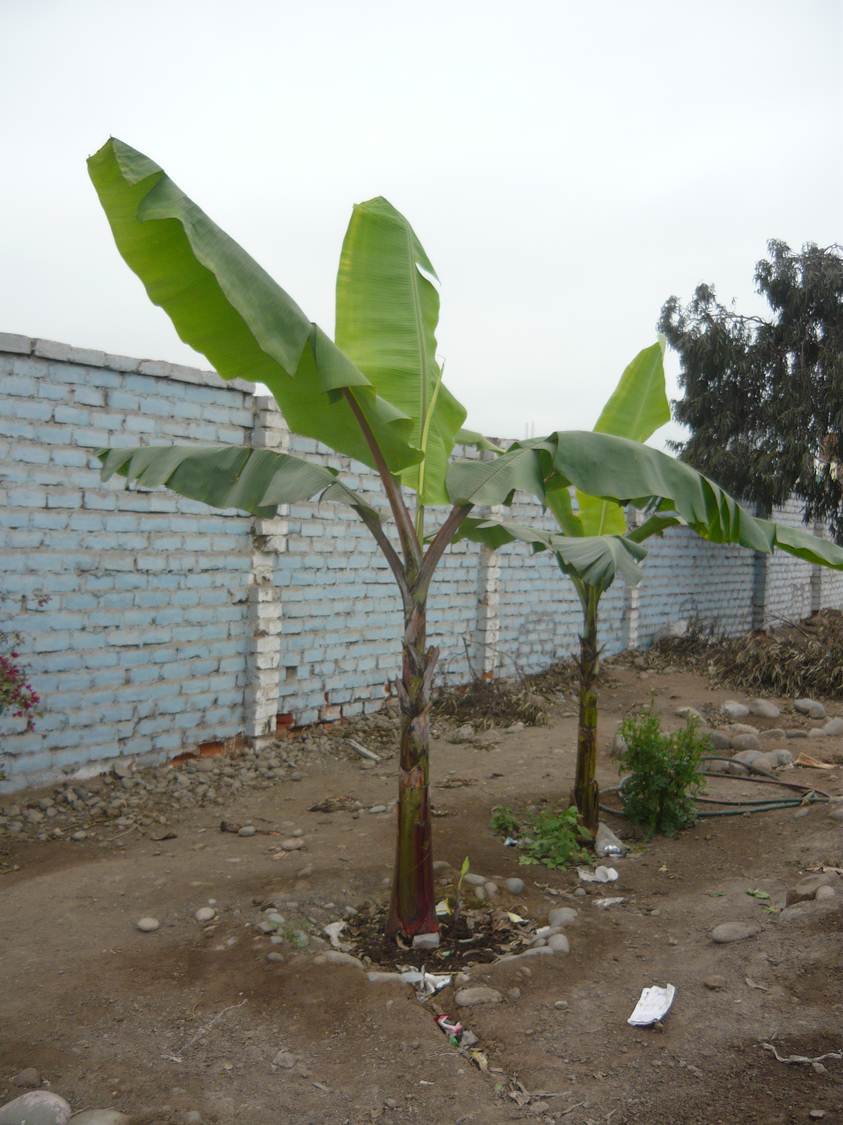 ALTERNATIVA ECOLÓGICA COMO OBTENER PLANTAS DE PLÁTANO