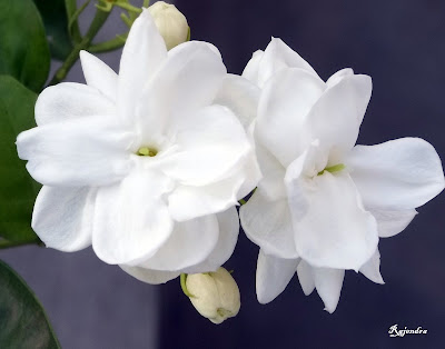 Arabian Jasmine