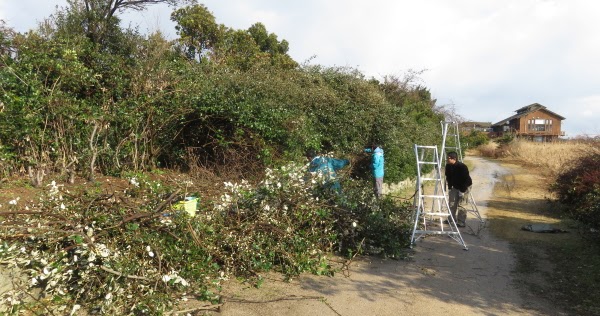 米子水鳥公園 グミの枝を剪定したら