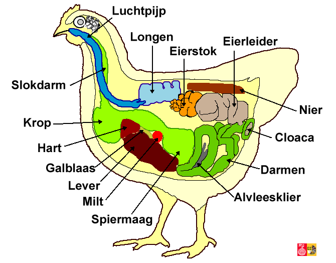 Barends Blik Kip (anatomie) Barends Blik Kip (anatomie)