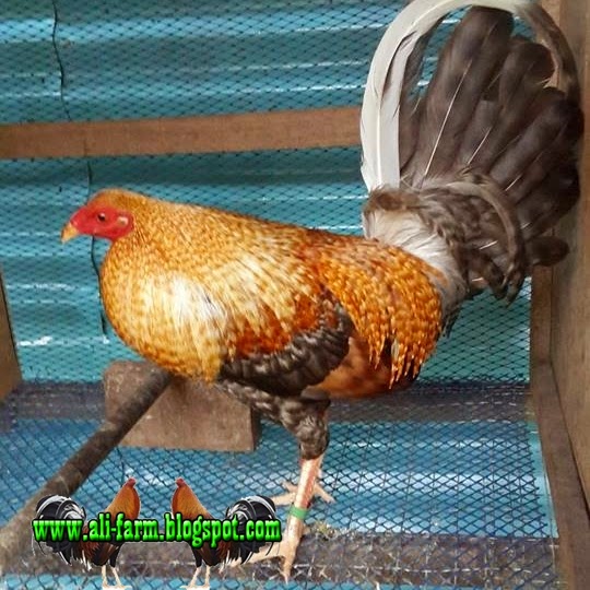 ALI FARM AYAM IMPORT FILIPINA JANTAN