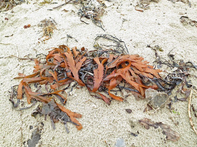 Red Serrated Wrack - Fucus Serratus - on sand.