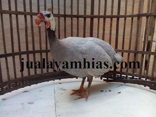 Ayam Mutiara Silver Dewasa