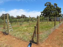 proof fox chicken coop pretending farm wire centre