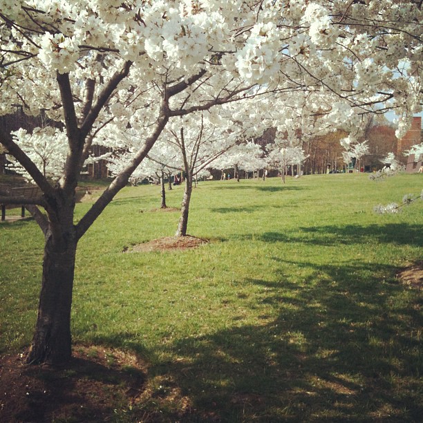 today I love: cherry blossoms