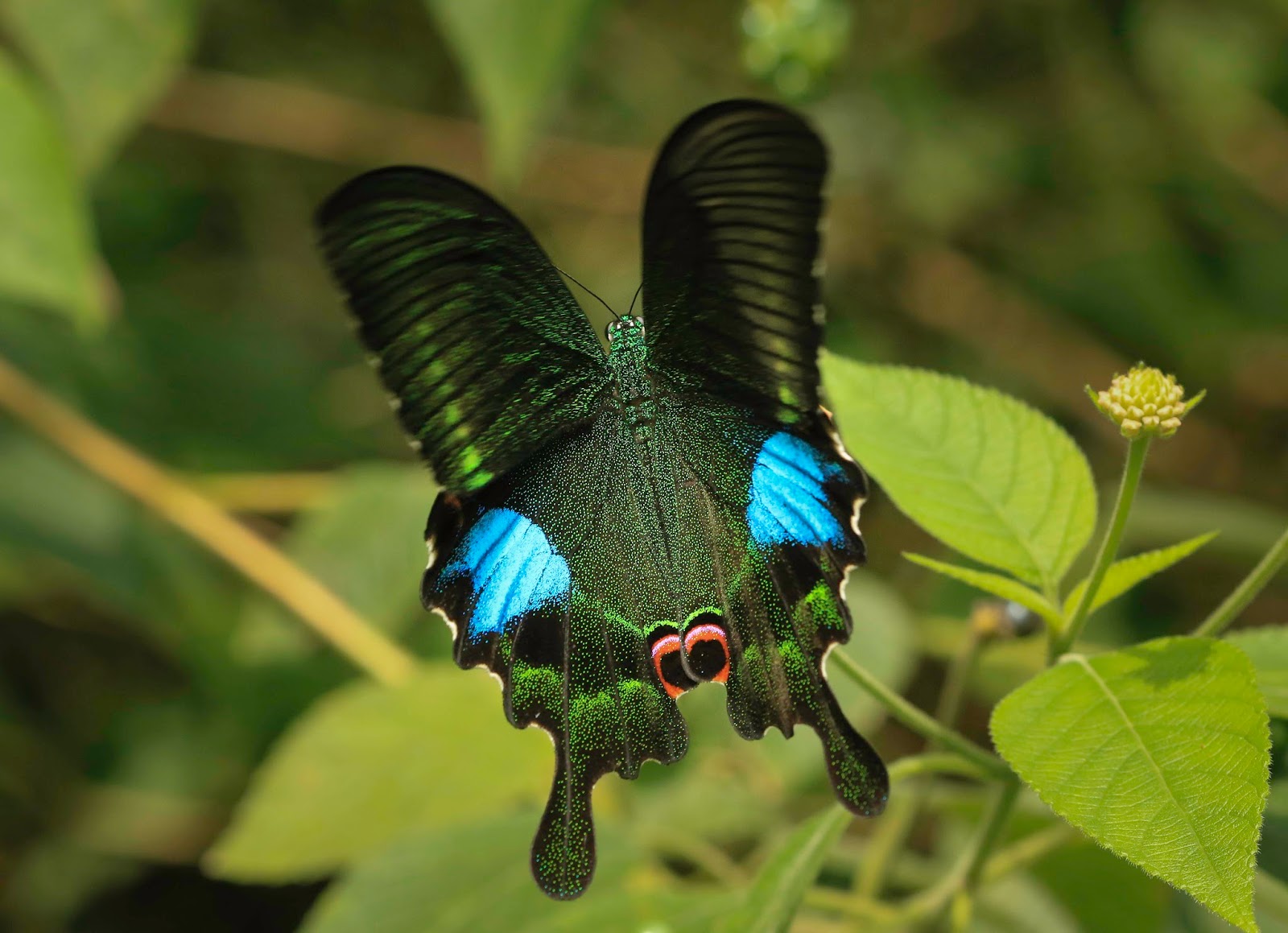 Butterflies of Vietnam