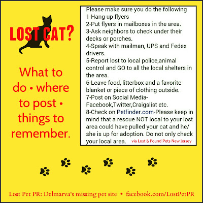 Pet Finder,lost pet finder,pet finder websites,home again pet finder,pet finders near me