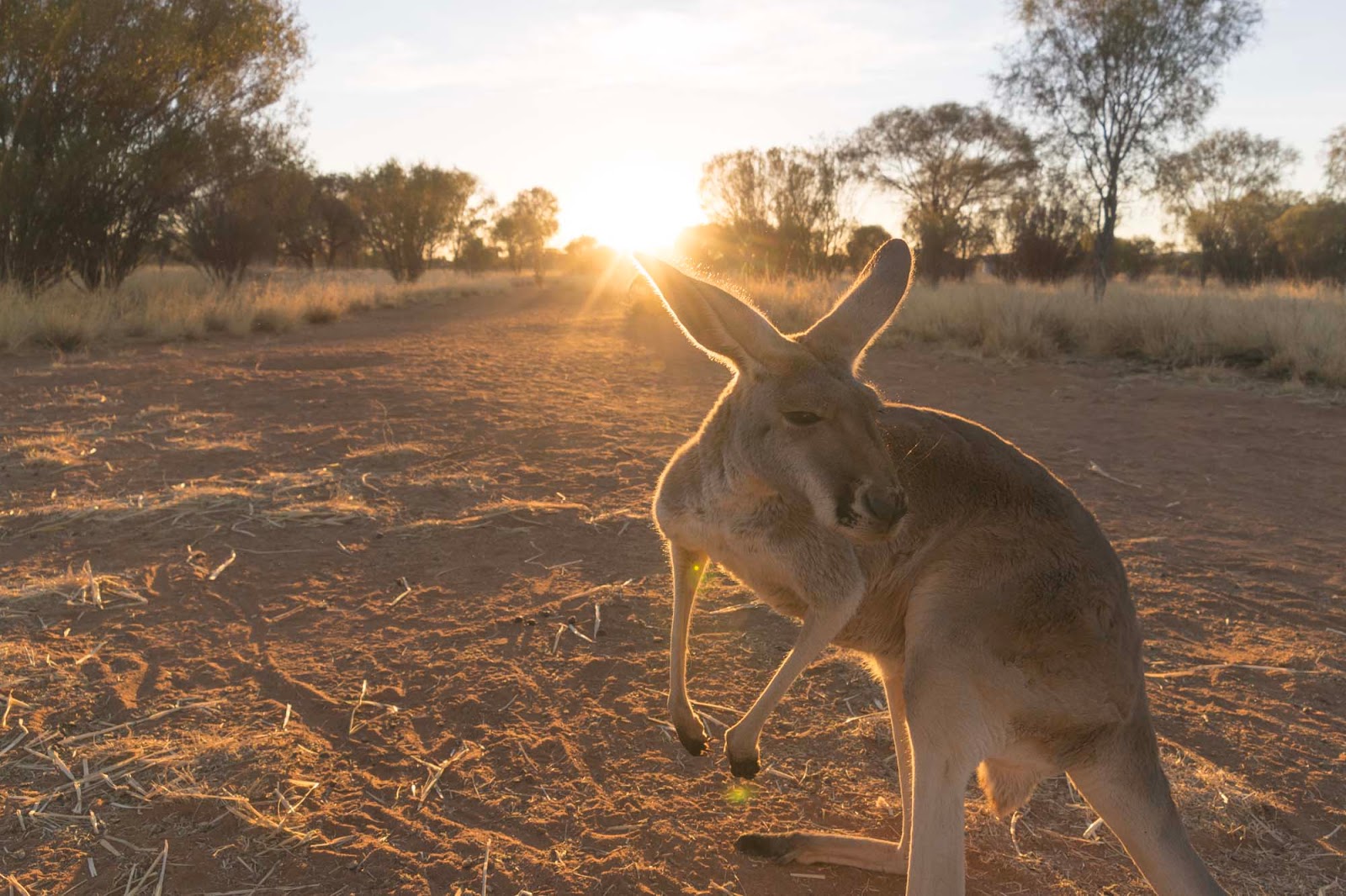 the kangaroo sanctuary alice springs