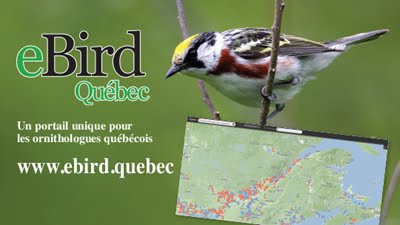 Consultez eBird Québec