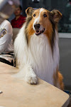 Lassie at Ryan Seacrest's studio