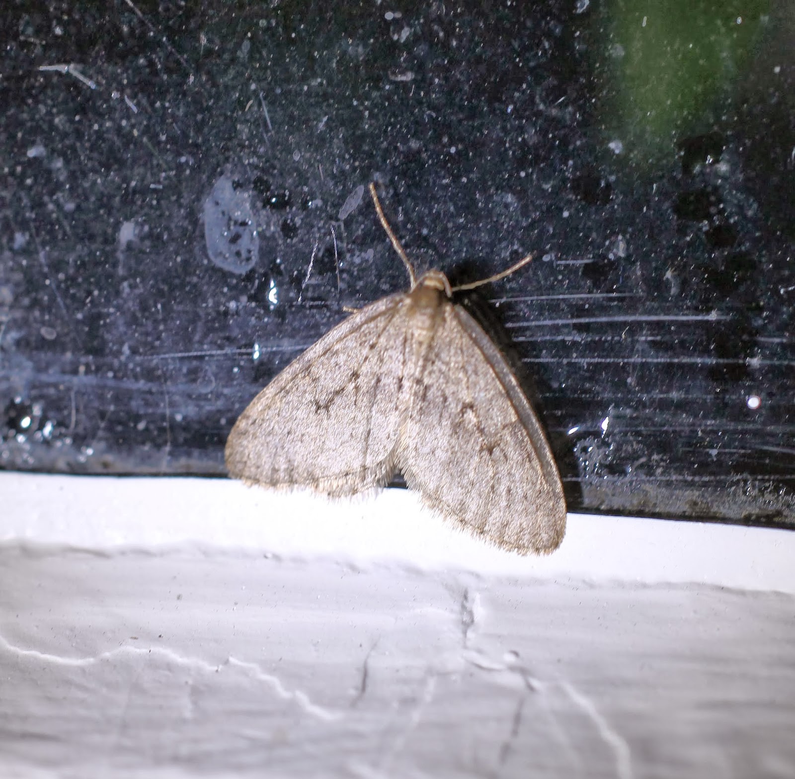 Shandy Hall Moths: 27 November 2013 - Night Traffic