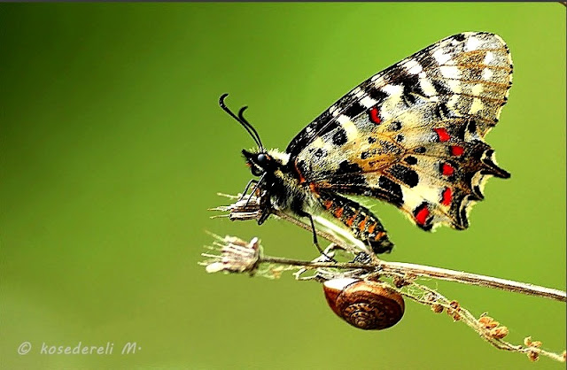 orman fisto kelebeğinin kanat altı fotoğrafı